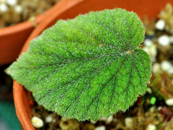 B. fimbristipula